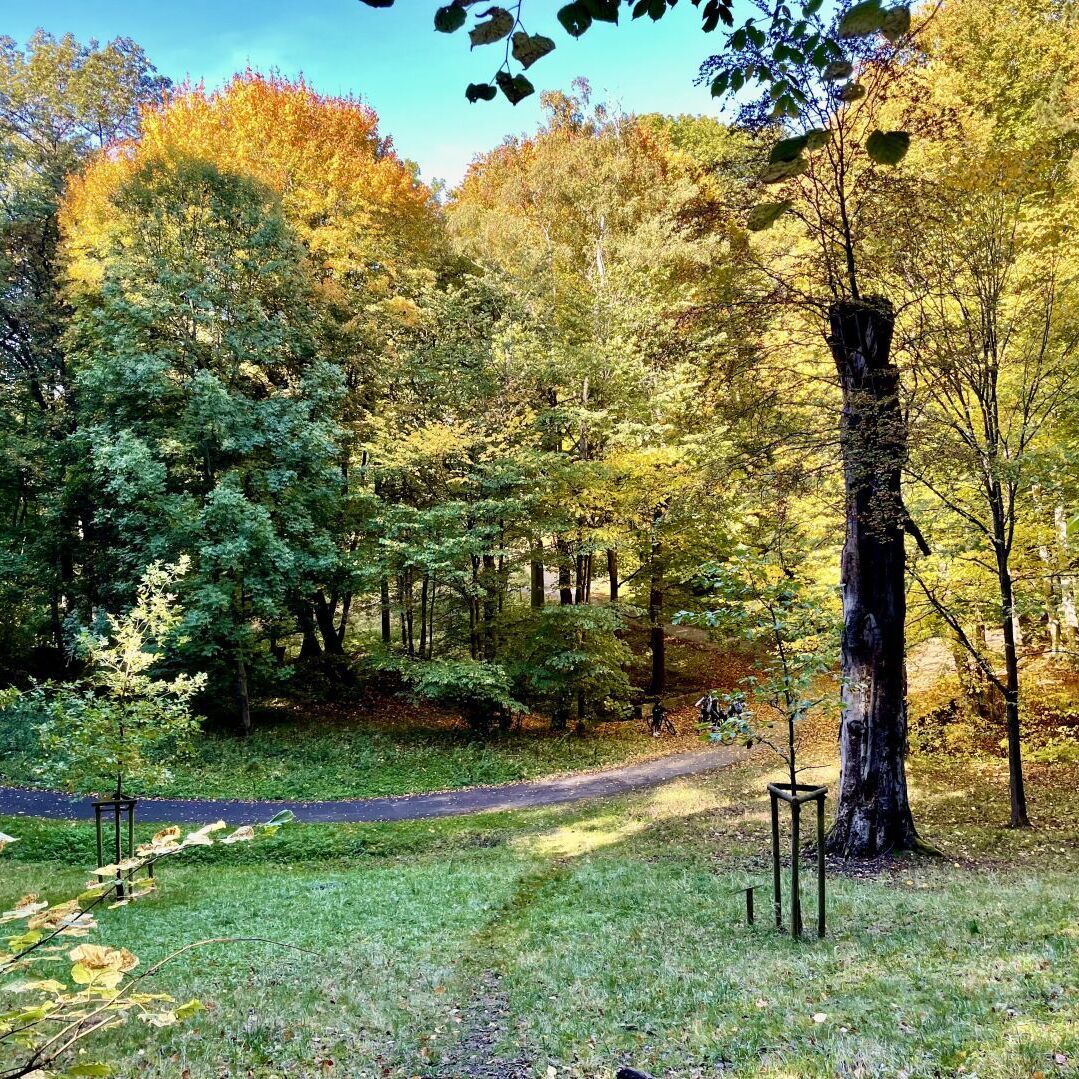 Die Ahlborn-Buche im Molkengrund am Fuße des Hainbergs in #Göttingen.